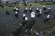 © robertharding - Bald eagle (Haliaetus leucocephalus) in February, Homer Spit, Alaska, USA