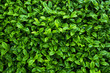 © Simon Tang - tea leaves as background