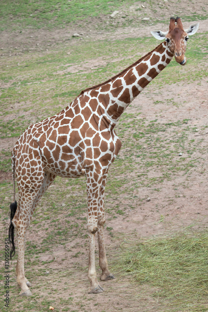 Reticulated giraffe (Giraffa camelopardalis reticulata).