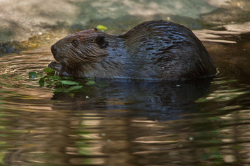 Poster - North American beaver (Castor canadensis)