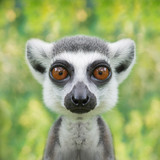 funny lemur face close up with big eyes