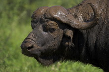 Cape Buffalo (Syncerus Caffer), Kruger National Park