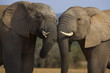 © robertharding - Elephants, Loxodonta africana, socialising in Addo Elephant National park, Eastern Cape
