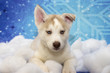 Siberian Husky Puppy with Winter Background