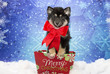 Pomsky Puppy for Christmas