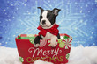 Boston Terrier Christmas Puppy