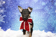 German Shepherd Puppy for Christmas