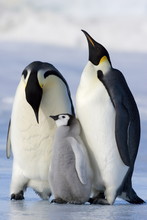 Emperor Penguins (Aptenodytes Forsteri) And Chick, Snow Hill Island, Weddell Sea, Antarctica