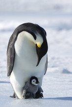 Emperor Penguin (Aptenodytes Forsteri) And Chick, Snow Hill Island, Weddell Sea, Antarctica