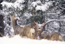 Mule Deer Mother And Fawn In Snow, Boulder, Colorado