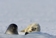 Ringed Seal (Phoca Hispida) With Pup, Billefjord, Svalbard, Spitzbergen, Arctic