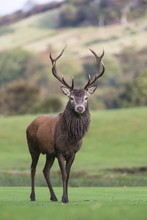 Red Deer Stag (Cervus Elaphus), Arran, Scotland