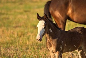  Criollo foal on a field in Argentina