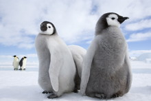 Emperor Penguin Chicks (Aptenodytes Forsteri), Snow Hill Island, Weddell Sea, Antarctica