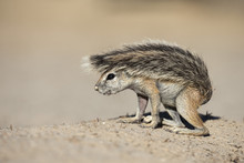 Ground Squirrel (Xerus Inauris) Young, Kgalagadi Transfrontier Park, Northern Cape