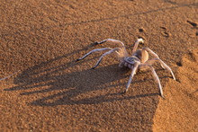 Dancing White Lady Spider (Leucorchestris Arenicola), Namib Desert, Namibia 