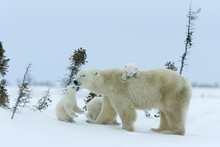 Polar Bear (Ursus Maritimus) Mother With Triplets, Wapusk National Park, Churchill, Hudson Bay, Manitoba, Canada