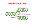© zvitaliy79 - DNA replication on white. Education info graphic.