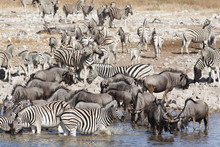 Burchell's (plains) Zebra (Equus Burchelli, At Waterhole, Etosha National Park, Namibia. Africa