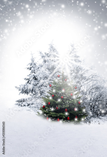 Fotografie, Obraz Weihnachtsbaum mit verschneiten Tannenbäumen