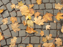 Yellow Leaves On A Paving Stone Background