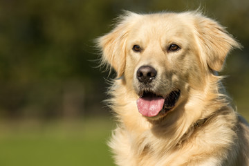 Wall Mural - Golden Retriever Dog