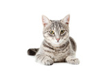 Fototapeta Koty - Beautiful grey cat isolated on a white