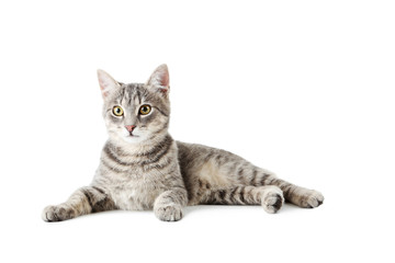 beautiful grey cat isolated on a white