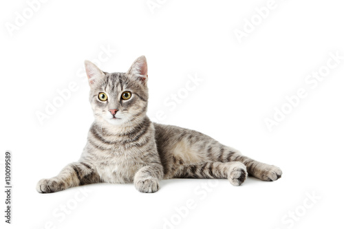 Fotografía Beautiful grey cat isolated on a white