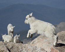 Mountain Goat (Oreamnos Americanus) Kid Jumping, Mount Evans, Arapaho-Roosevelt National Forest, Colorado