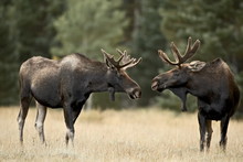 Two Bull Moose (Alces Alces) Facing Off Before Play Fighting, Roosevelt National Forest, Colorado