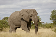 African Elephant (Loxodonta Africana), Kruger National Park