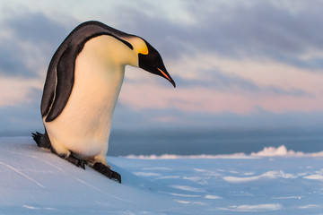 Wall Mural - Emperor penguin sliding down ice hill