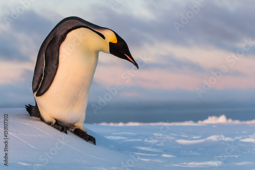 pic Penguin Sliding Down A Hill https stock adobe com images emperor penguin sliding down ice hill 130107302 start checkout 1 content id 130107302