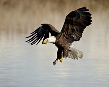 Bald Eagle (Haliaeetus Leucocephalus) In Flight On Final Approach, Farmington Bay, Utah