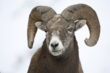 Bighorn Sheep (Ovis Canadensis) Ram In The Snow, Yellowstone National Park, Wyoming
