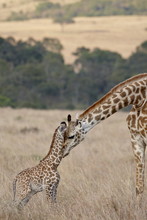 Mother And Baby Masai Giraffe (Giraffa Camelopardalis Tippelskirchi) Just Days Old, Masai Mara National Reserve, Kenya