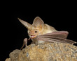 © robertharding - Pallid bat (Antrozous pallidus) in captivity, Hidalgo County, New Mexico