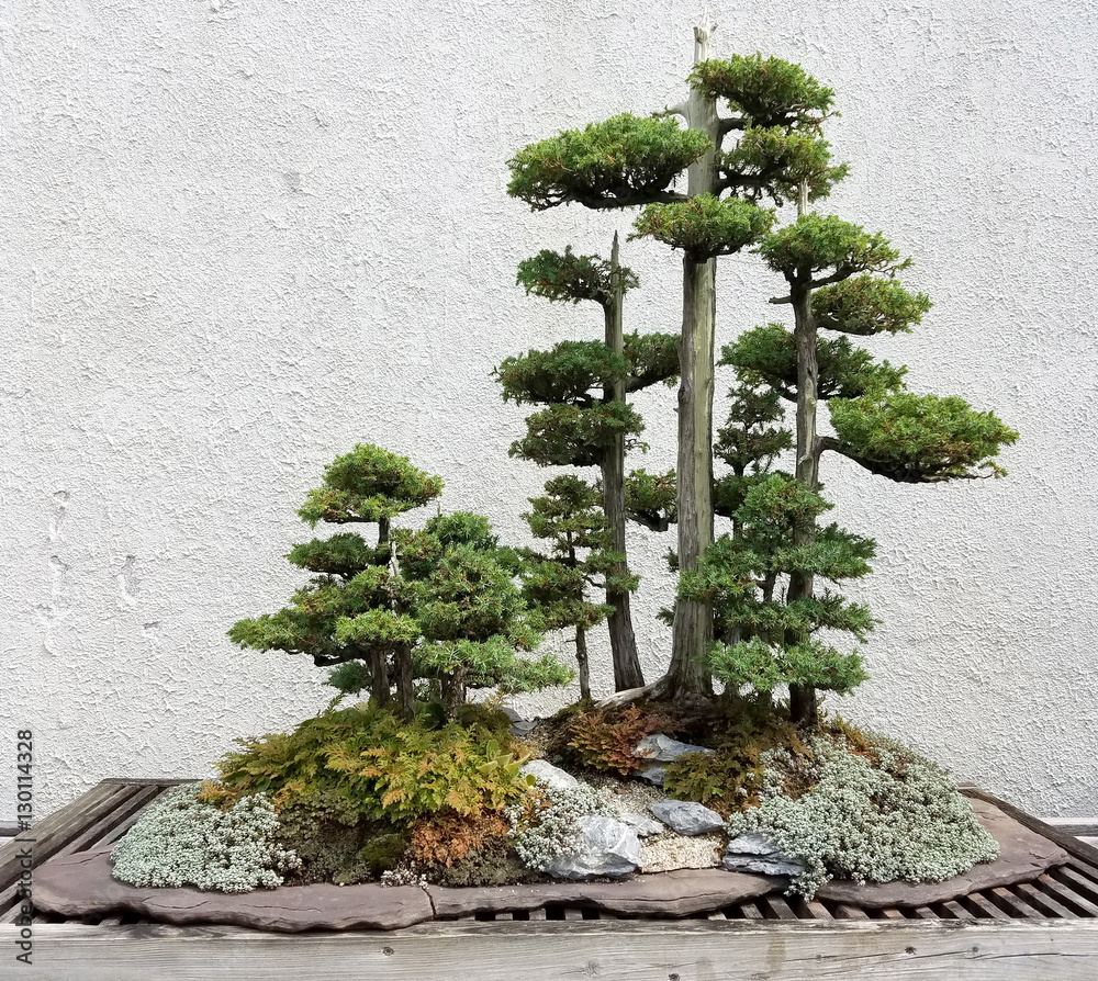 iv bonsai predaj Zelkova Sensai - Bonsai do interiru aj exteriru - 12 rokov