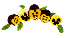 Pansies On A White Background. Top View, Flat Lay