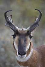 Pronghorn (Antilocapra Americana) Buck, Custer State Park, South Dakota