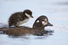 Harlequin Duck (Histrionicus Histrionicus) Duckling Riding On Its Mother's Back, Lake Myvatn, Iceland 