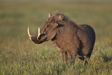 Male Warthog (Phacochoerus Aethiopicus), Ngorongoro Crater, Tanzania 