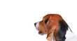 © Anatoliy Karlyuk - Back view shot on dogs head. Beagle look to the copy space for advertising text or animal goods. High detailed portrait.