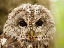 Face Of Young Tawny Owl - Strix Aluco