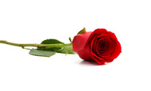 Beautiful Single Red Rose Isolated On White Background