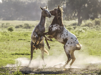 Sticker - Two weanling Appaloosa Mustangs rear up and play fight