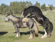 Gypsy Vanner Horse stallion pasture breeding mare