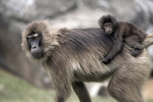 Gelada Baboons, In The Simien Mountains National Park, Ethiopia