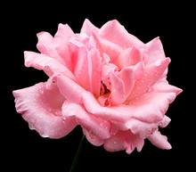 Natural Pink Rose Flower Isolated On Black